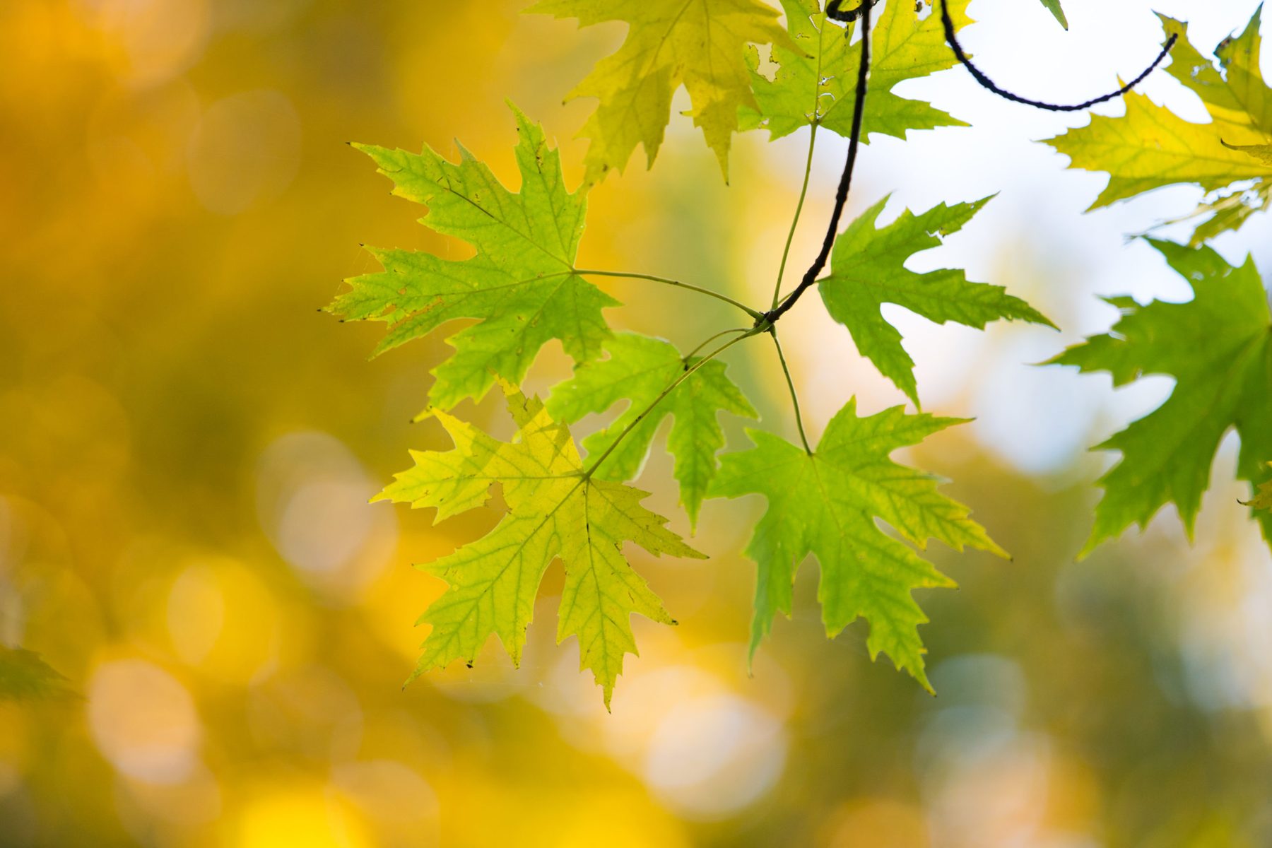 Forêt ardennaise en automne